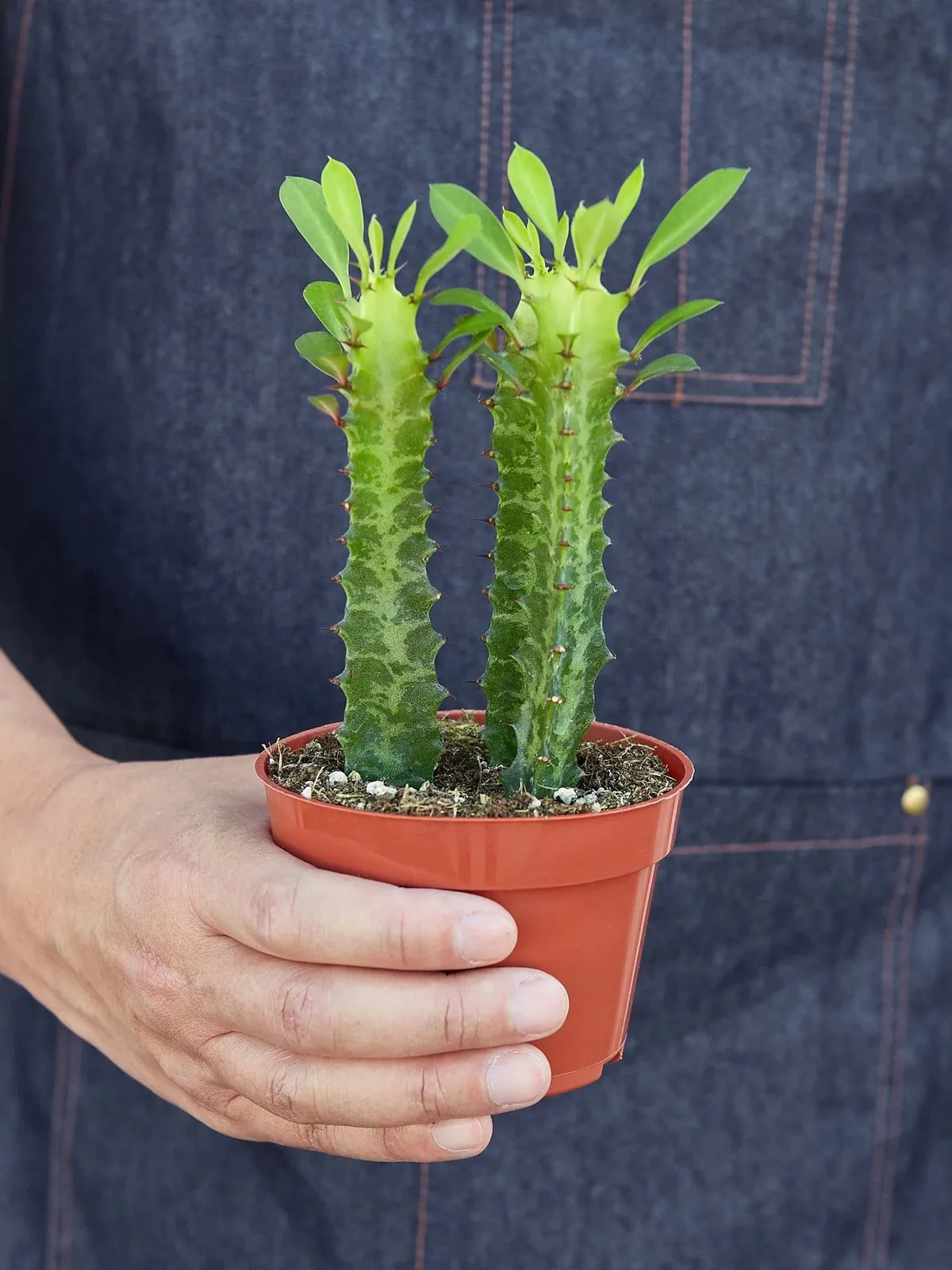 Milkstripe Euphorbia Succ — additional view