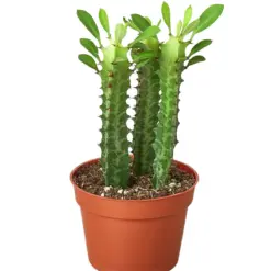 Milkstripe Euphorbia Succ — additional view