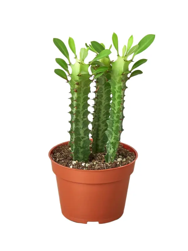 Milkstripe Euphorbia Succ — additional view