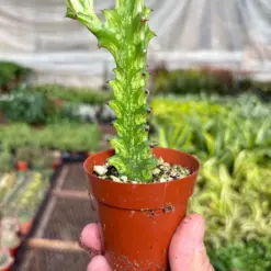 Euphorbia 'Mint Cream' Succ houseplant