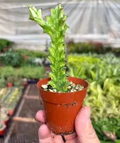 Euphorbia 'Mint Cream' Succ houseplant