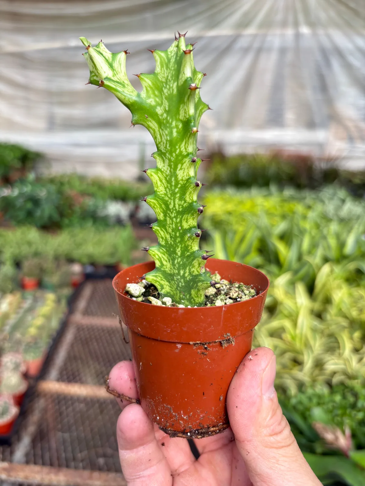 Euphorbia 