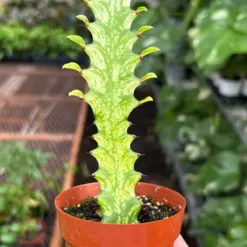 Euphorbia 'Mint Cream' Succ — additional view