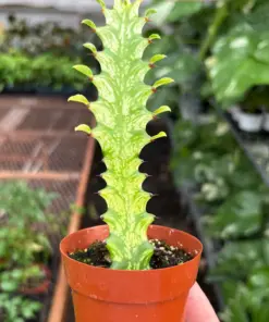 Euphorbia 'Mint Cream' Succ — additional view