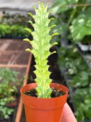Euphorbia 'Mint Cream' Succ — additional view