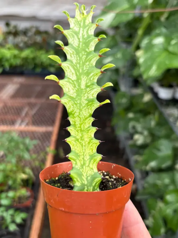Euphorbia 'Mint Cream' Succ — additional view
