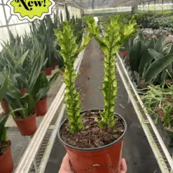 Euphorbia 'Mint Cream' Succ — additional view