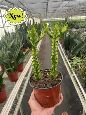Euphorbia 'Mint Cream' Succ — additional view