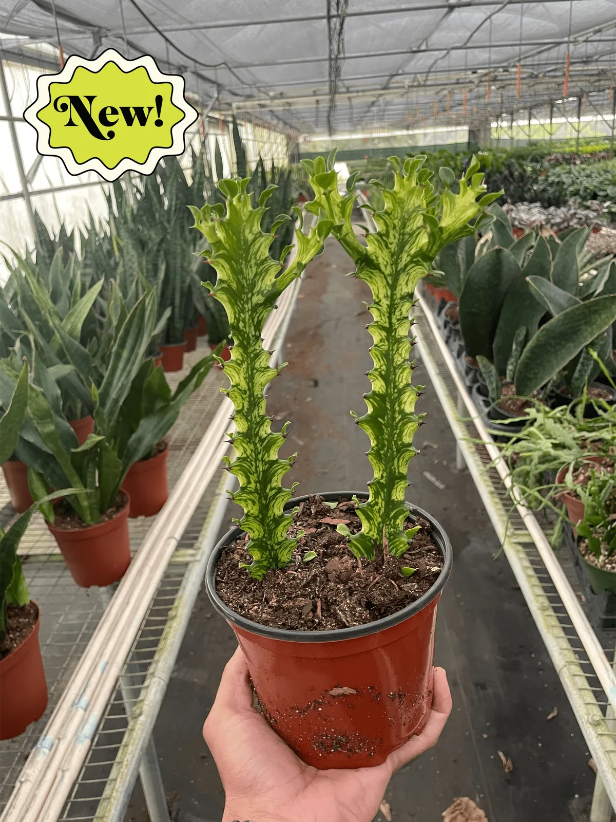 Euphorbia 