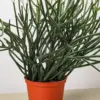 Euphorbia 'Pencil Cactus' Succ houseplant