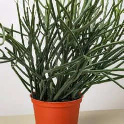 Euphorbia 'Pencil Cactus' Succ houseplant