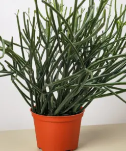 Euphorbia 'Pencil Cactus' Succ houseplant