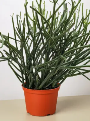 Euphorbia 'Pencil Cactus' Succ houseplant