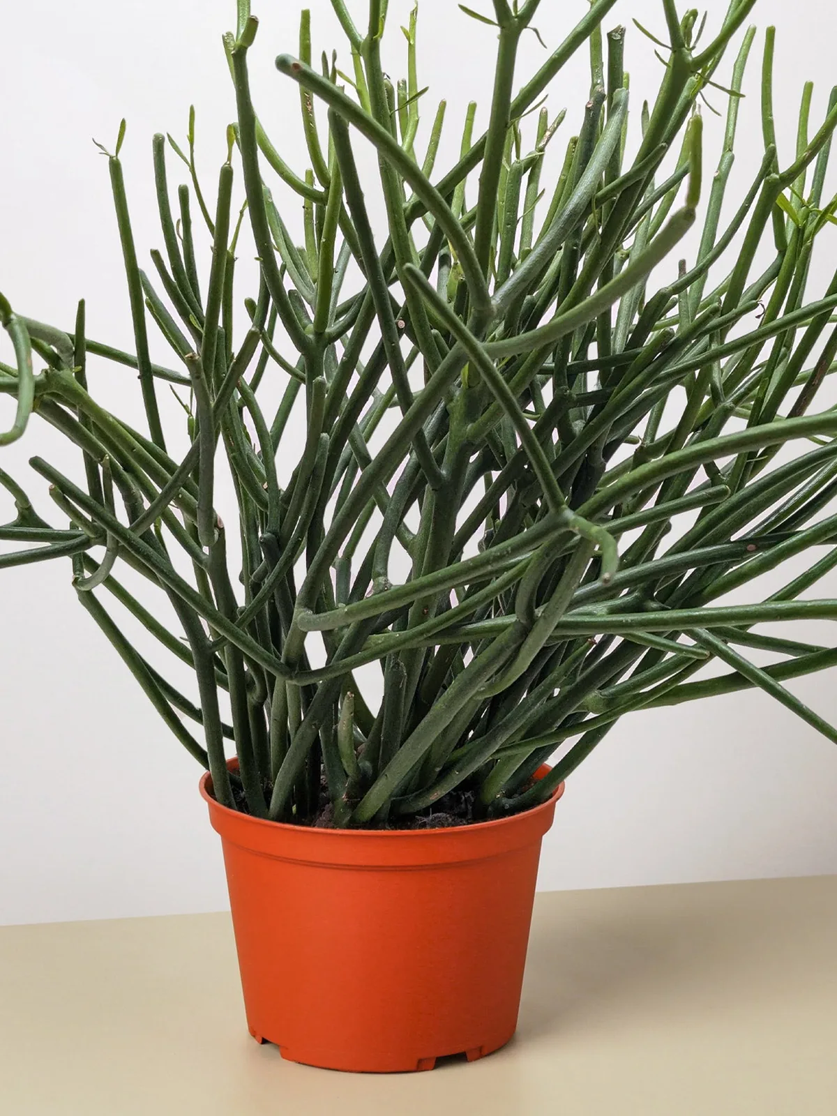 Euphorbia 