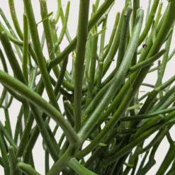 Euphorbia 'Pencil Cactus' Succ — additional view