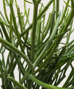 Euphorbia 'Pencil Cactus' Succ — additional view