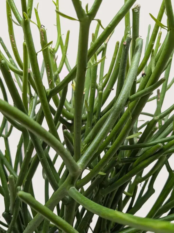 Euphorbia 'Pencil Cactus' Succ — additional view