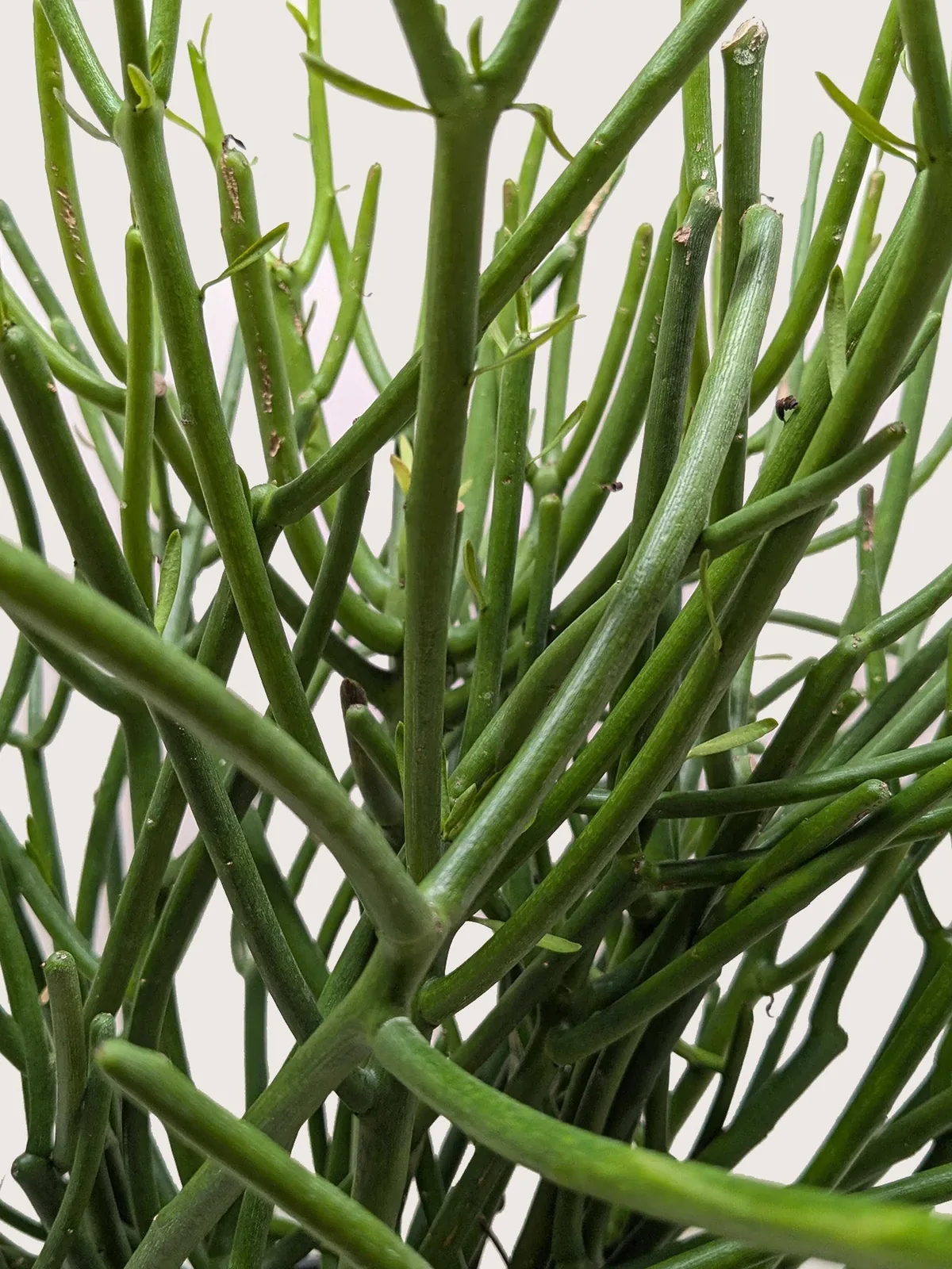 Euphorbia 