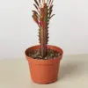 Succulent Euphorbia 'Trigona Rubra' Red houseplant