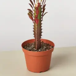 Succulent Euphorbia 'Trigona Rubra' Red houseplant