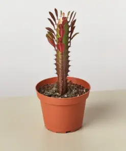 Succulent Euphorbia 'Trigona Rubra' Red houseplant