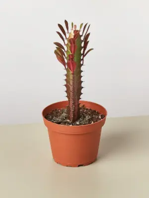 Succulent Euphorbia 'Trigona Rubra' Red houseplant