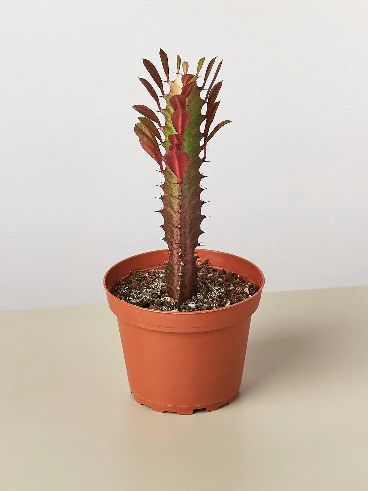 Succulent Euphorbia 