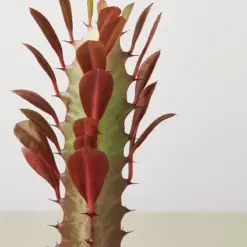 Succulent Euphorbia 'Trigona Rubra' Red — leaf detail close-up