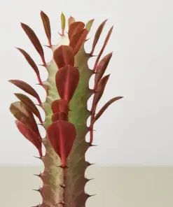 Succulent Euphorbia 'Trigona Rubra' Red — leaf detail close-up