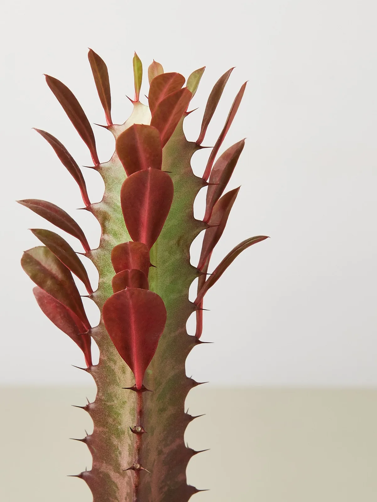 Succulent Euphorbia 