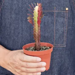 Succulent Euphorbia 'Trigona Rubra' Red — held in hand for size reference