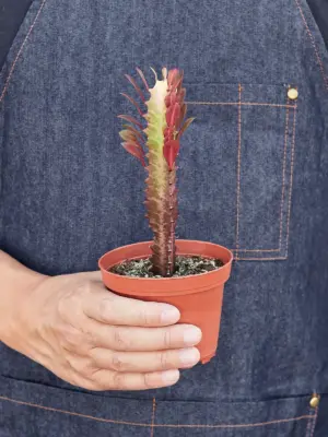 Succulent Euphorbia 'Trigona Rubra' Red — held in hand for size reference