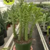 Euphorbia 'Sausage Spurge' Succ houseplant