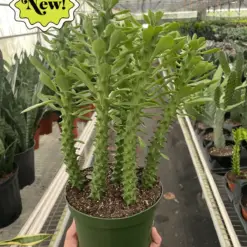 Euphorbia 'Sausage Spurge' Succ houseplant