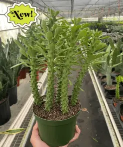 Euphorbia 'Sausage Spurge' Succ houseplant