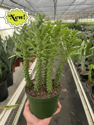 Euphorbia 'Sausage Spurge' Succ houseplant
