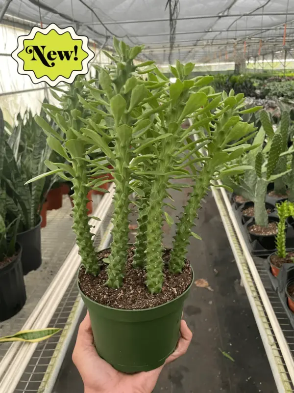Euphorbia 'Sausage Spurge' Succ houseplant