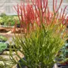 Succulent Euphorbia 'Fire Sticks' houseplant