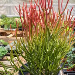 Succulent Euphorbia 'Fire Sticks' houseplant