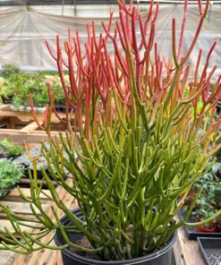 Succulent Euphorbia 'Fire Sticks' houseplant