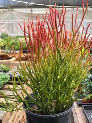 Succulent Euphorbia 'Fire Sticks' houseplant