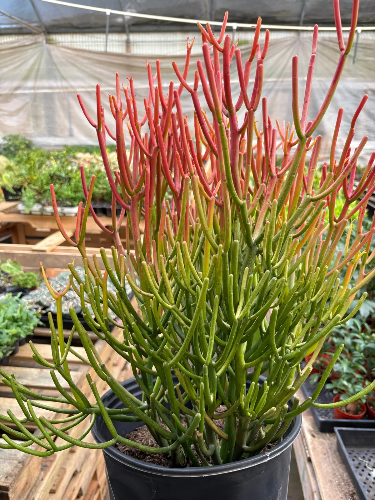 Succulent Euphorbia 