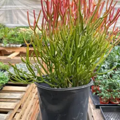 Succulent Euphorbia 'Fire Sticks' — additional view