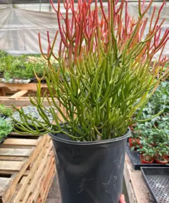 Succulent Euphorbia 'Fire Sticks' — additional view