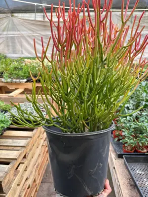 Succulent Euphorbia 'Fire Sticks' — additional view