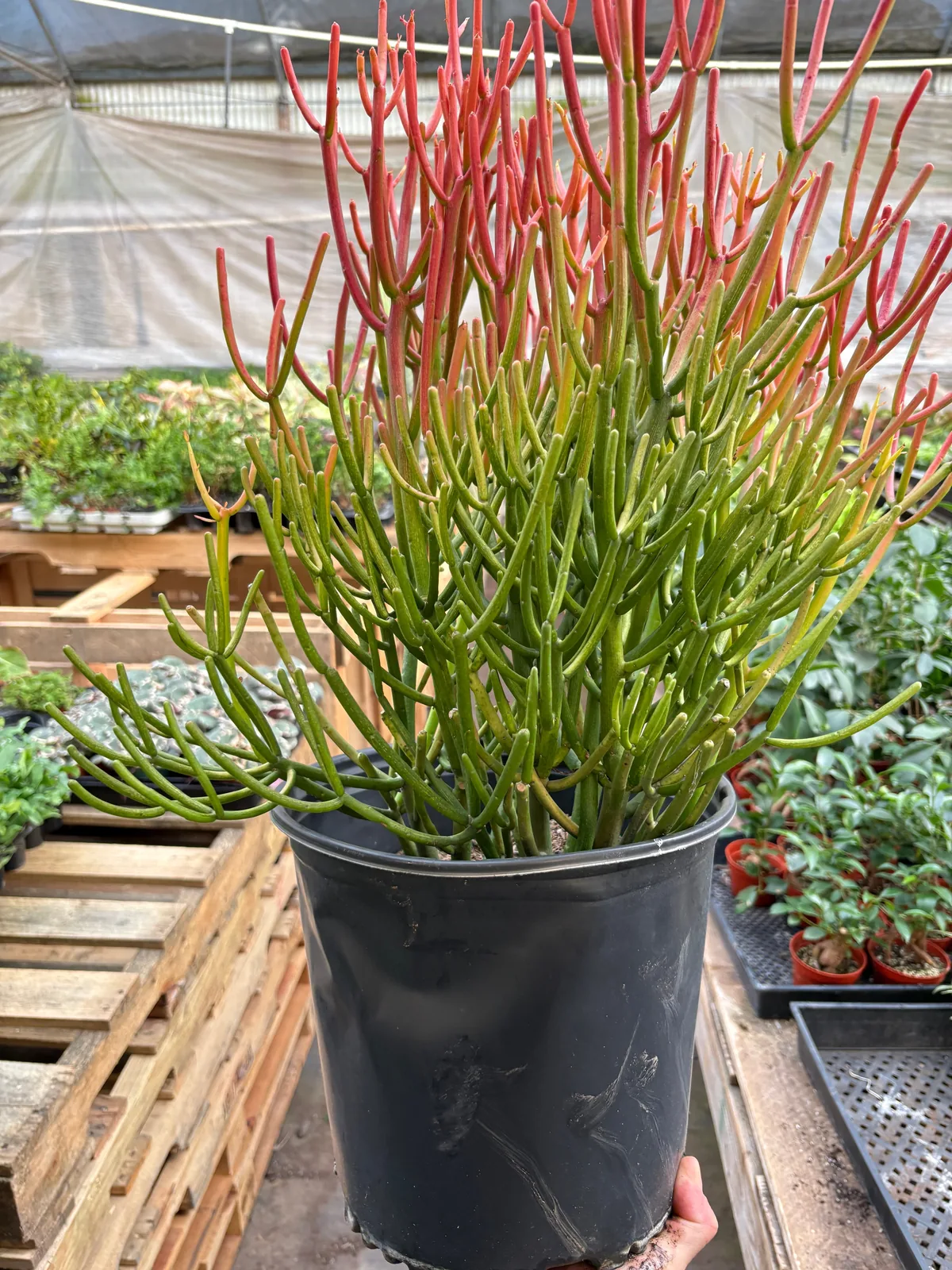 Succulent Euphorbia 