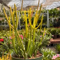 Succulent Euphorbia 'Fire Sticks' — additional view