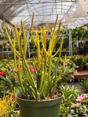 Succulent Euphorbia 'Fire Sticks' — additional view