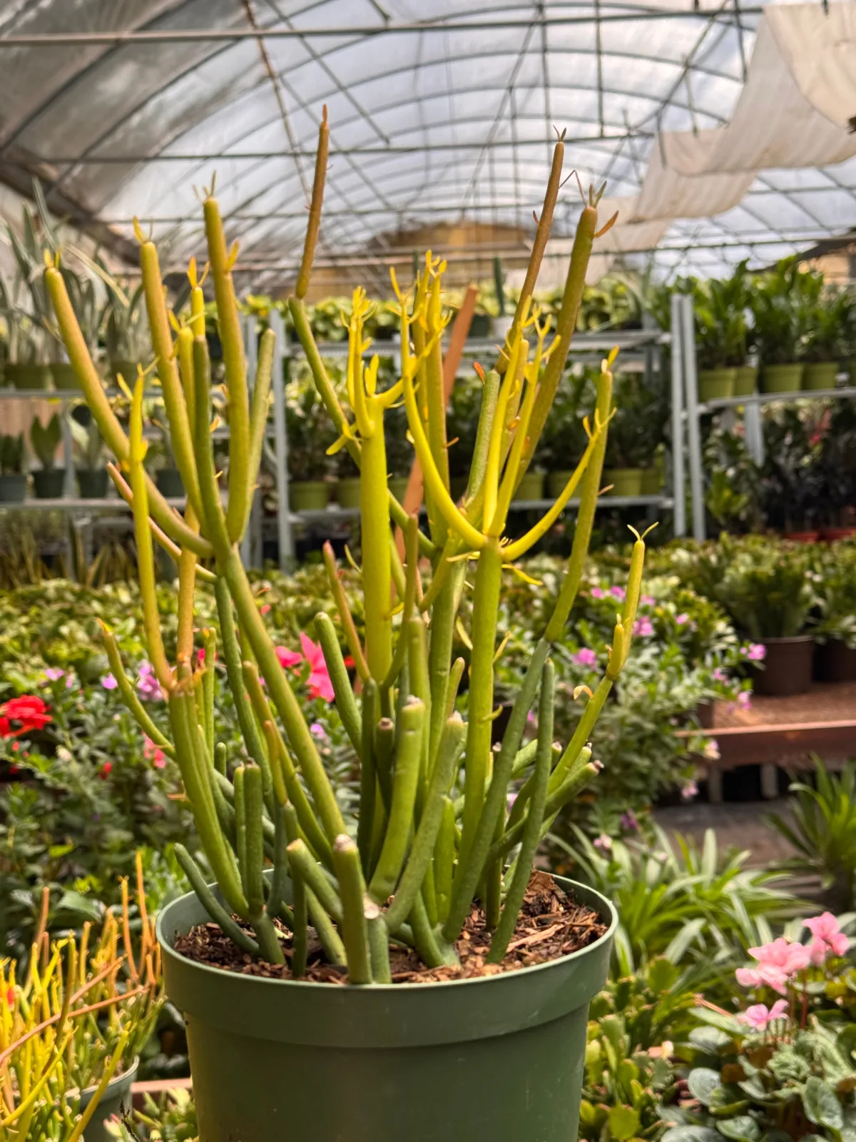 Succulent Euphorbia 