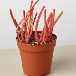 Succulent Euphorbia 'Fire Sticks' — additional view